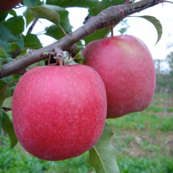 Photo PINK LADY® Cripps Pink/Rosy Glow*/Sekzie*
